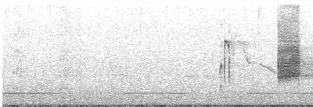 halsbåndfrankolin (henrici gr.) - ML463280251
