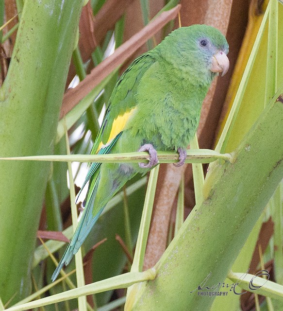 White winged hot sale parakeet