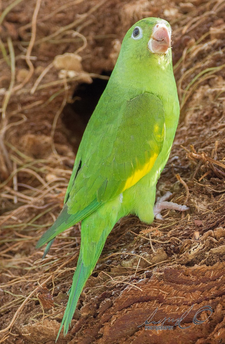 Yellow-chevroned Parakeet - ML46328171