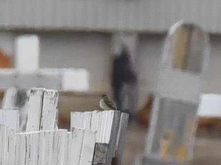 Yellow-bellied Flycatcher - jerald britten