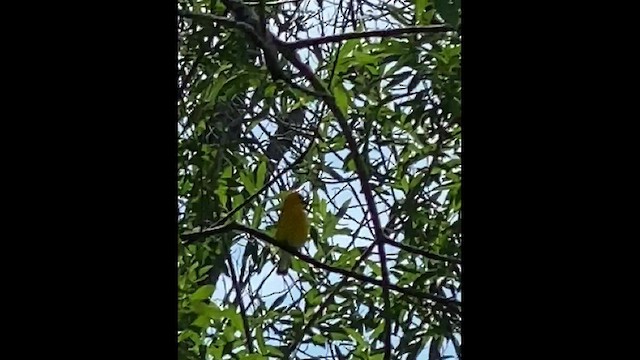 Prothonotary Warbler - ML463287681