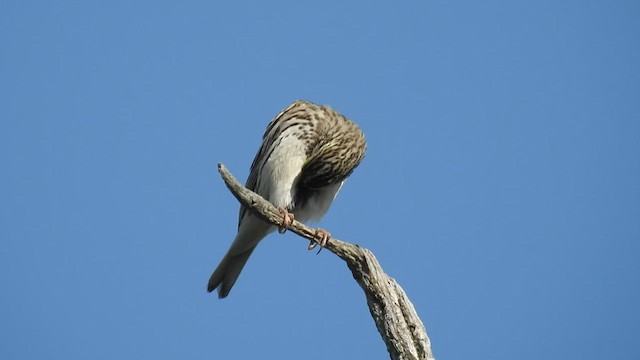 Savannah Sparrow - ML463287981