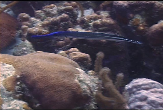Atlantic trumpetfish - ML463290