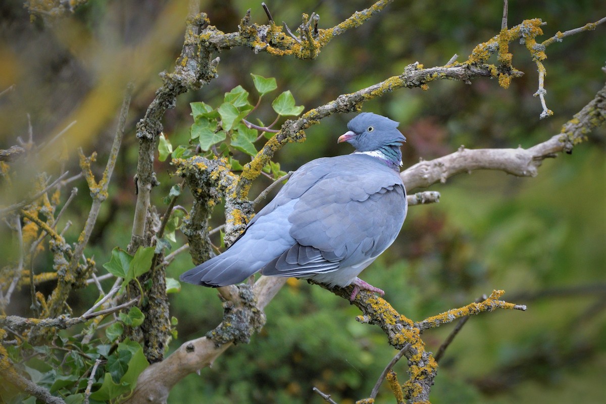 Common Wood-Pigeon (White-necked) - ML463292131