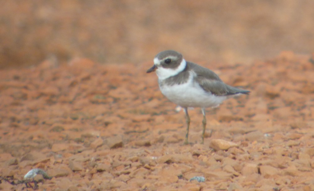 Semipalmated Plover - ML463294191