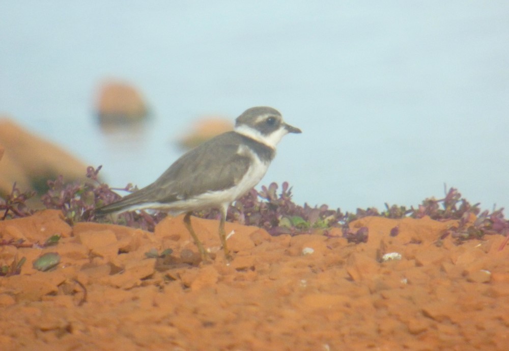 Semipalmated Plover - ML463294201