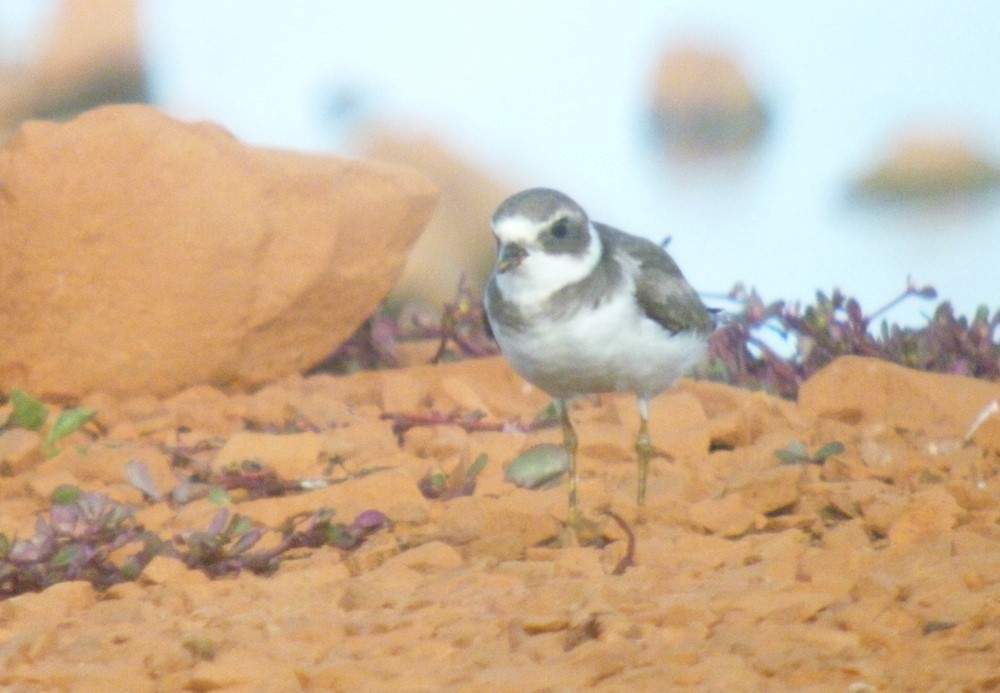 Semipalmated Plover - ML463294211