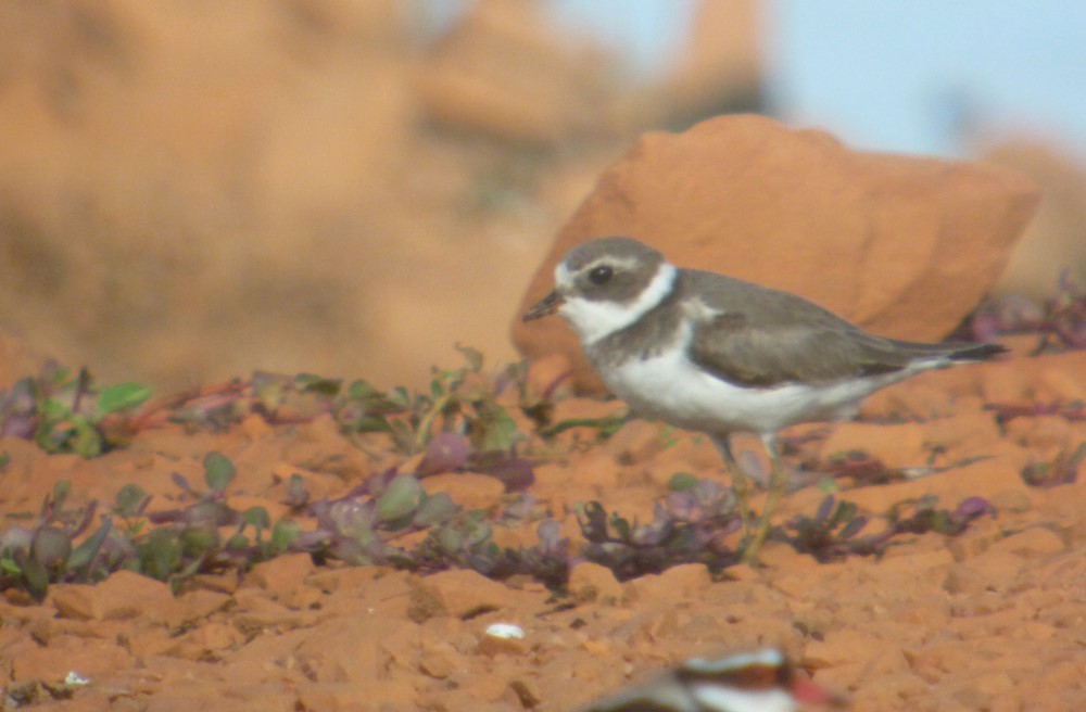 Semipalmated Plover - ML463294221