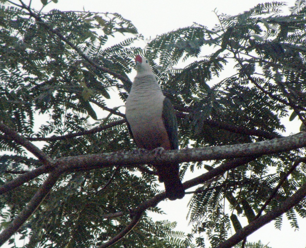 Red-knobbed Imperial-Pigeon - ML46329561