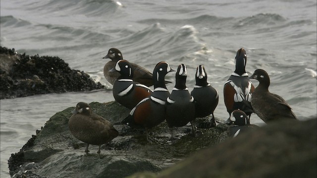  - Harlequin Duck