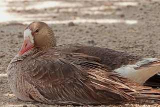 Greater White-fronted Goose, ML463298001