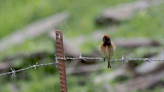 Fire-fronted Serin - ML463298221