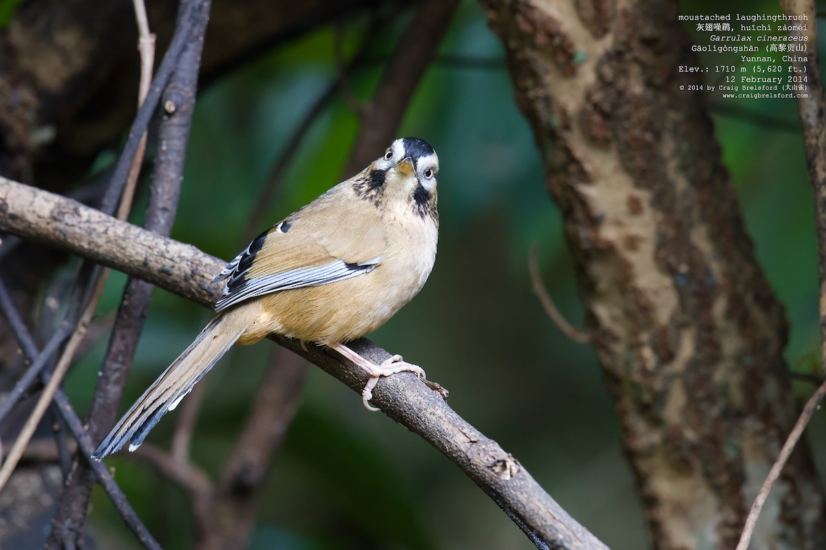 Moustached Laughingthrush - ML46330291