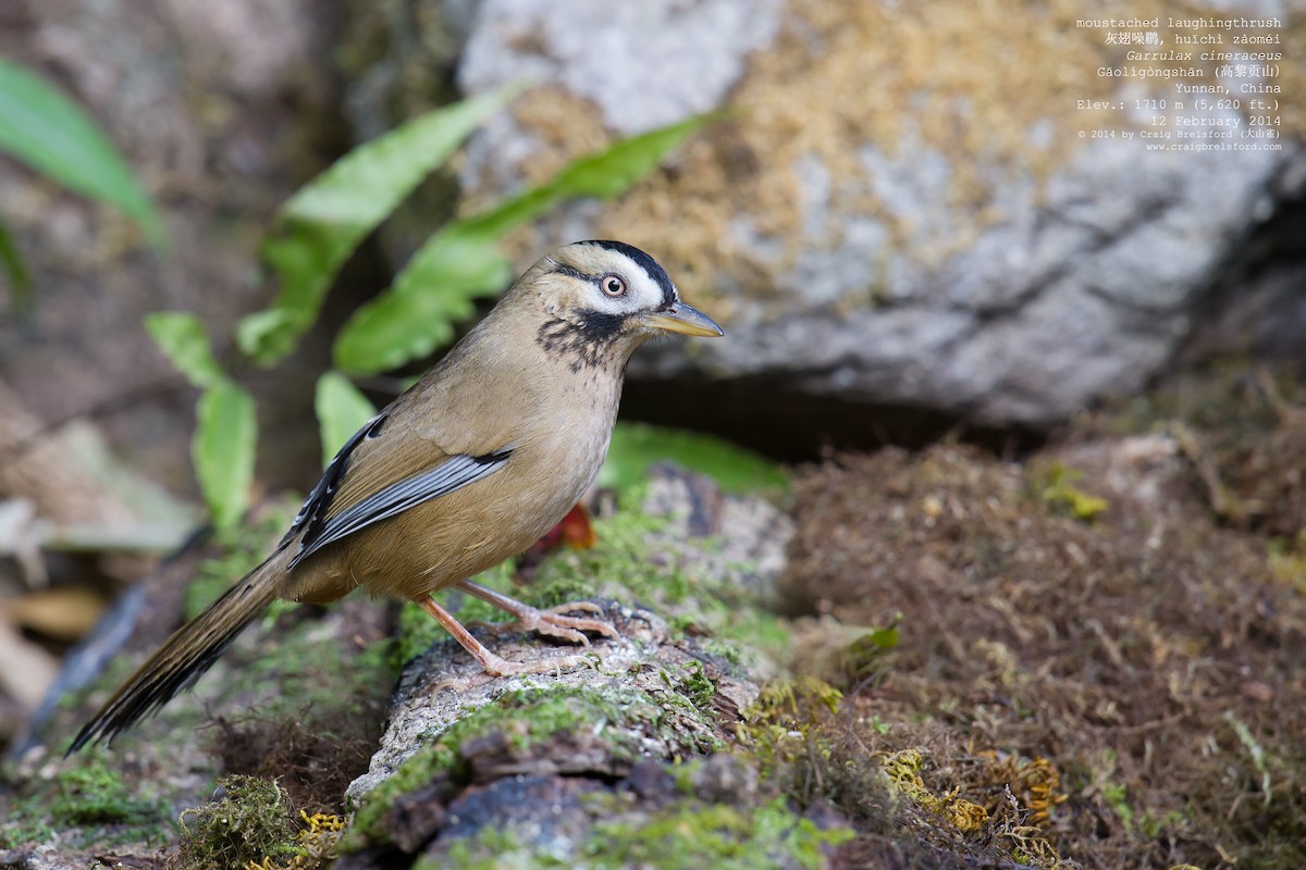 Moustached Laughingthrush - Craig Brelsford
