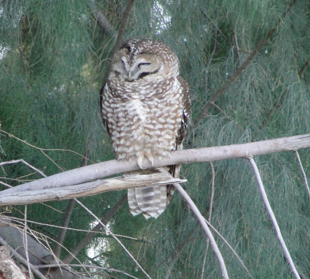 Spotted Owl (Mexican) - Doug Jenness