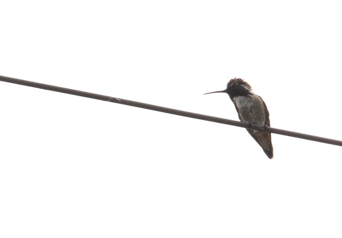 Costa's Hummingbird - ML463306141