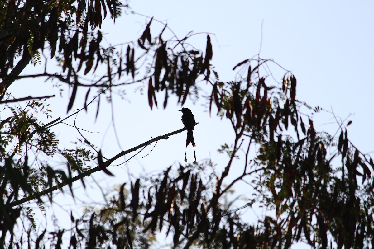 Greater Racket-tailed Drongo - ML46330921