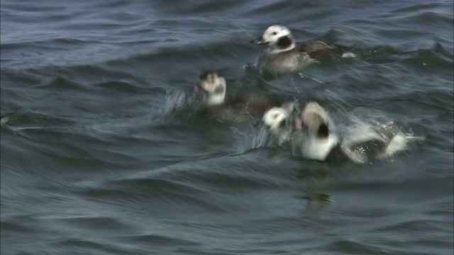 Long-tailed Duck - ML463311