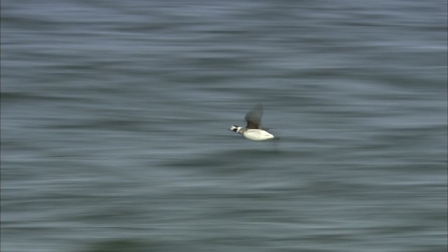 Long-tailed Duck - ML463312