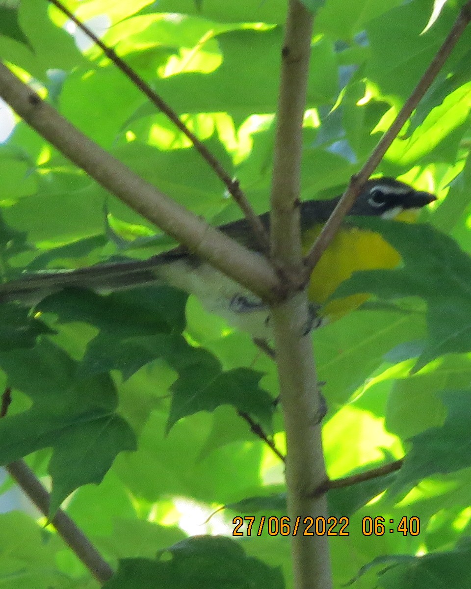 Yellow-breasted Chat - ML463312981