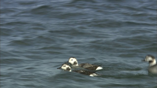 Long-tailed Duck - ML463313