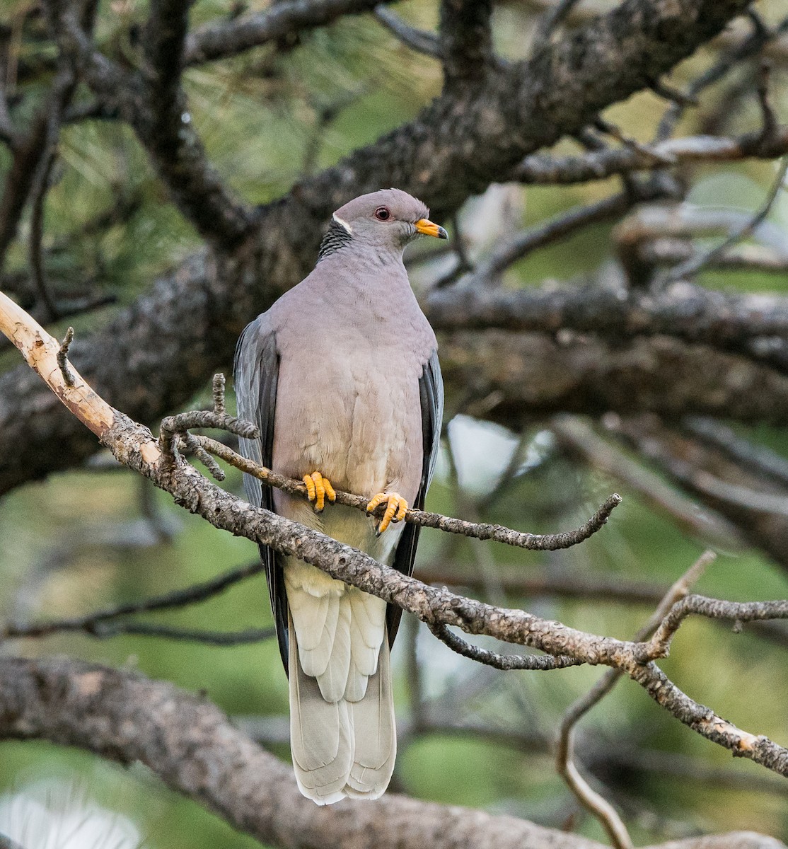 Band-tailed Pigeon - Kevin Rutherford