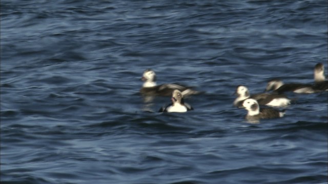 Long-tailed Duck - ML463318