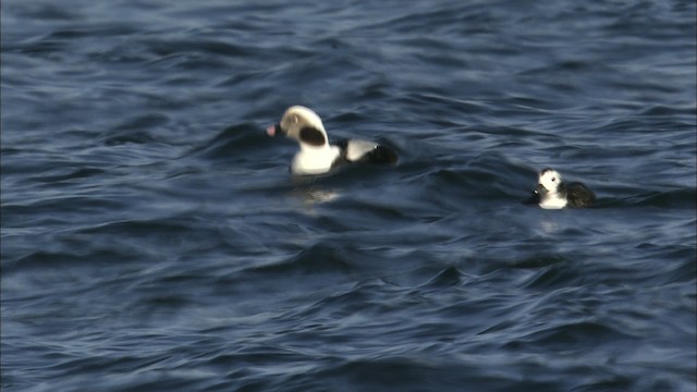 Long-tailed Duck - ML463319