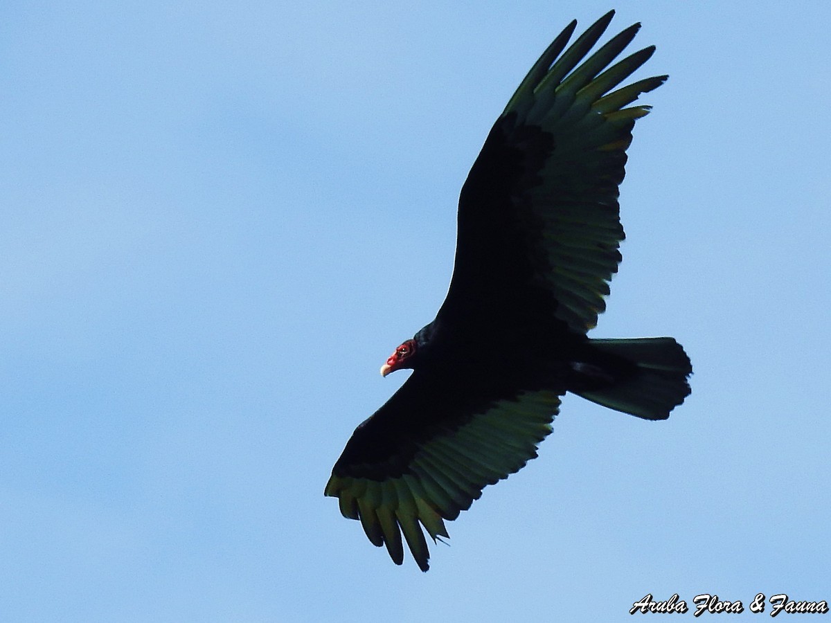 Turkey Vulture - ML46331901