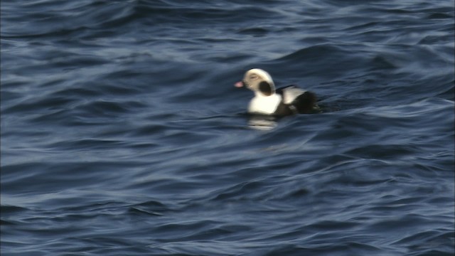 Long-tailed Duck - ML463320
