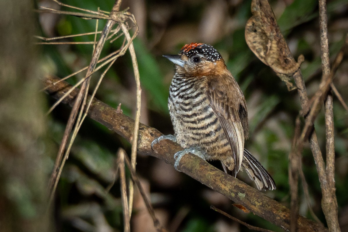 Ochre-collared Piculet - ML463320921