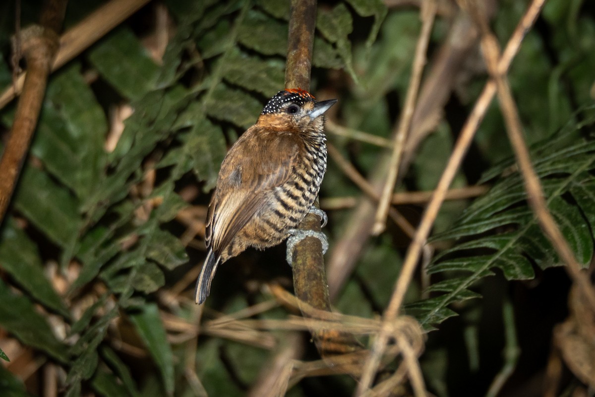 Ochre-collared Piculet - ML463320931