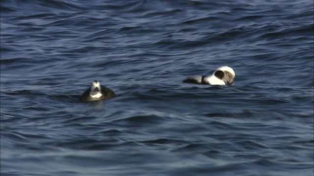 Long-tailed Duck - ML463321