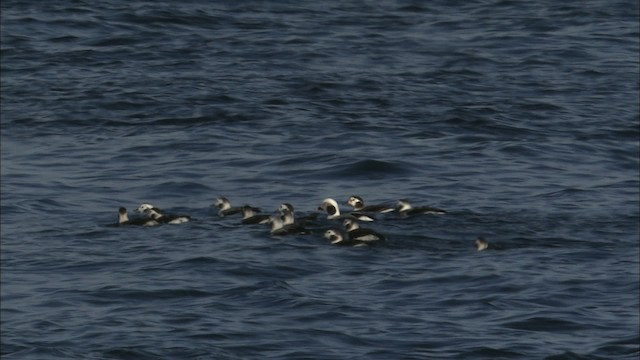 Long-tailed Duck - ML463322
