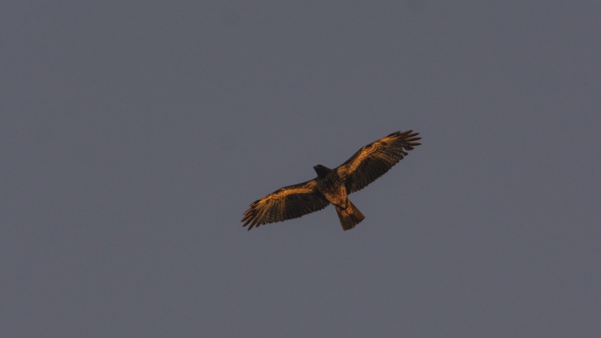 Red-tailed Hawk (socorroensis) - ML463323391