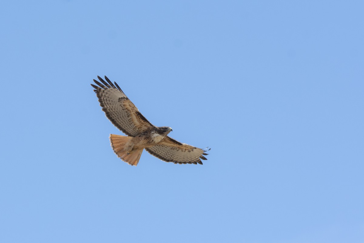 Red-tailed Hawk (socorroensis) - ML463323421