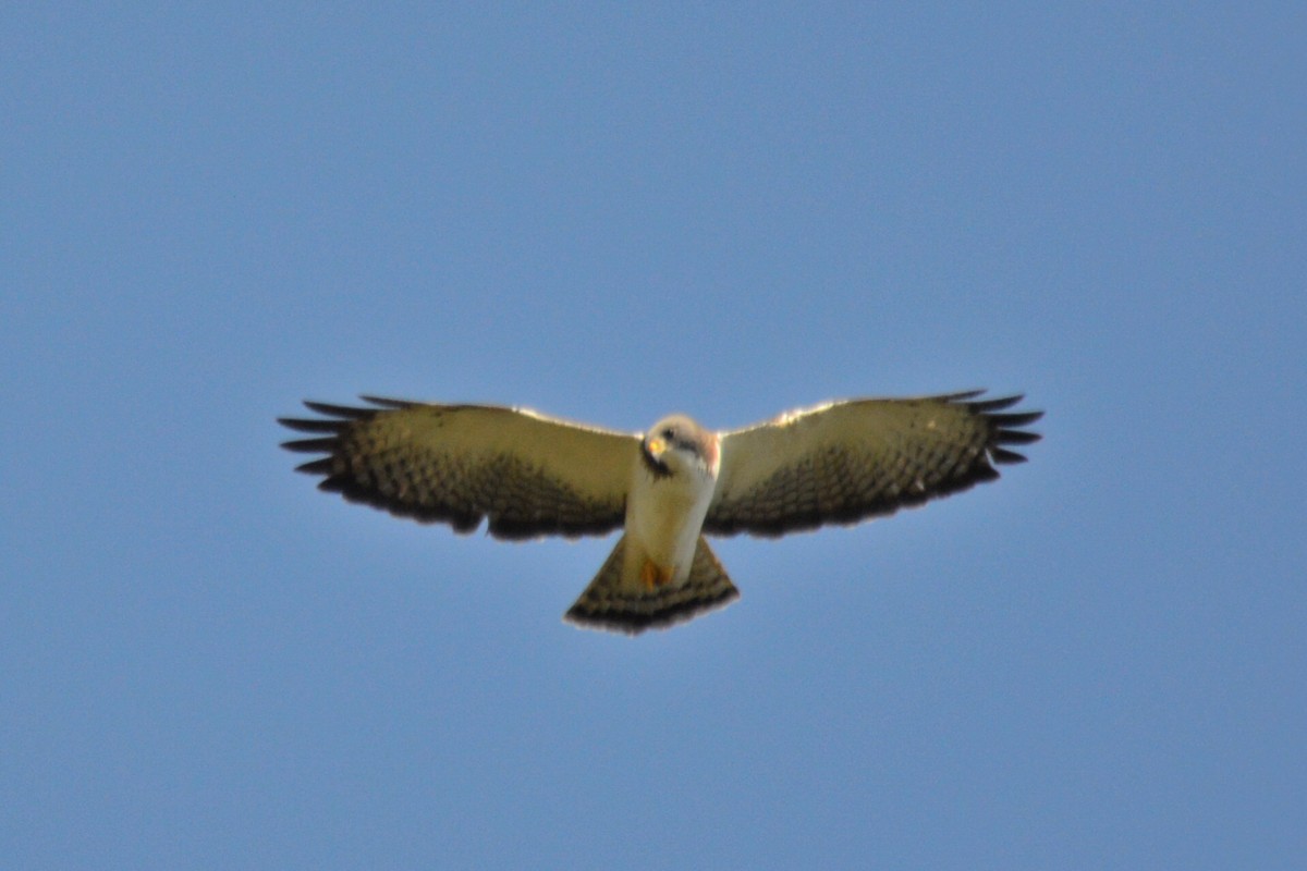 Short-tailed Hawk - Carlos Mancera (Tuxtla Birding Club)