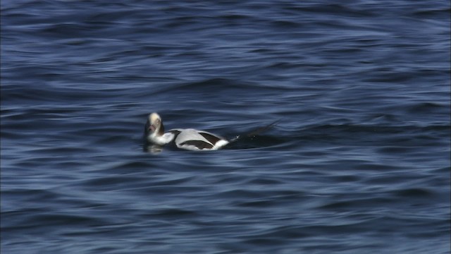 Long-tailed Duck - ML463327