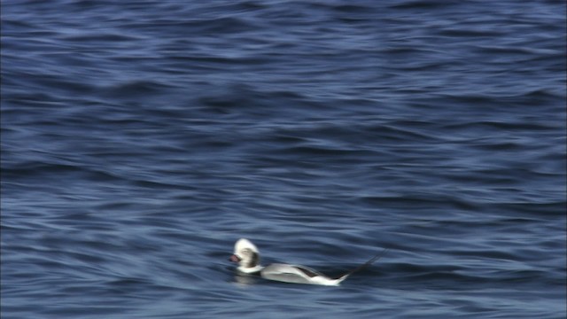 Long-tailed Duck - ML463328