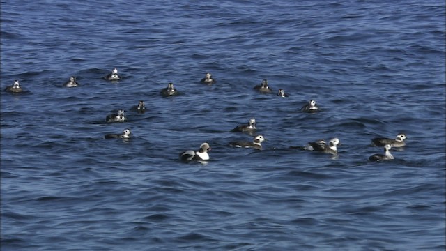 Long-tailed Duck - ML463329