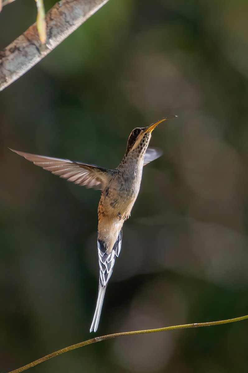 Scale-throated Hermit - ML463331011