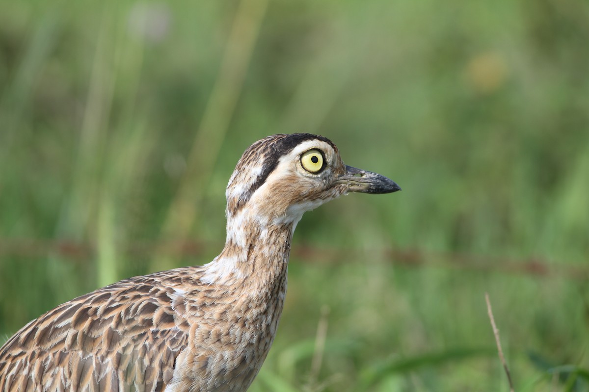 Double-striped Thick-knee - ML463333001