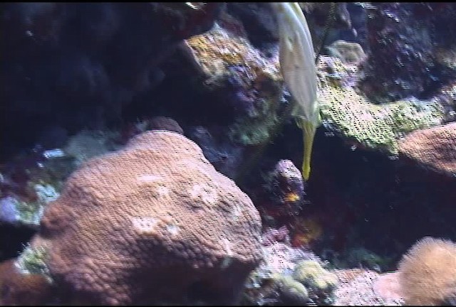 Atlantic trumpetfish - ML463334