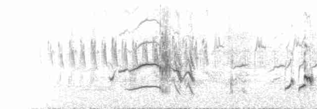 Кам’янка звичайна (підвид oenanthe/libanotica) - ML463334061
