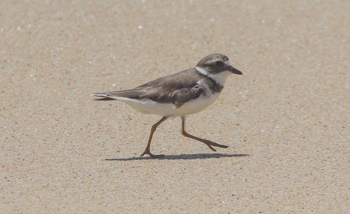 Semipalmated Plover - ML463336351