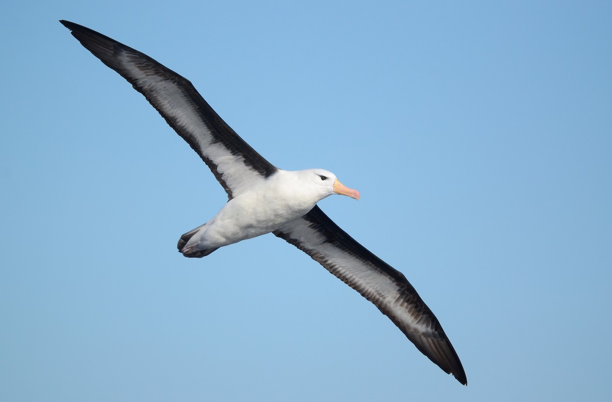 Albatros à sourcils noirs - ML463337161