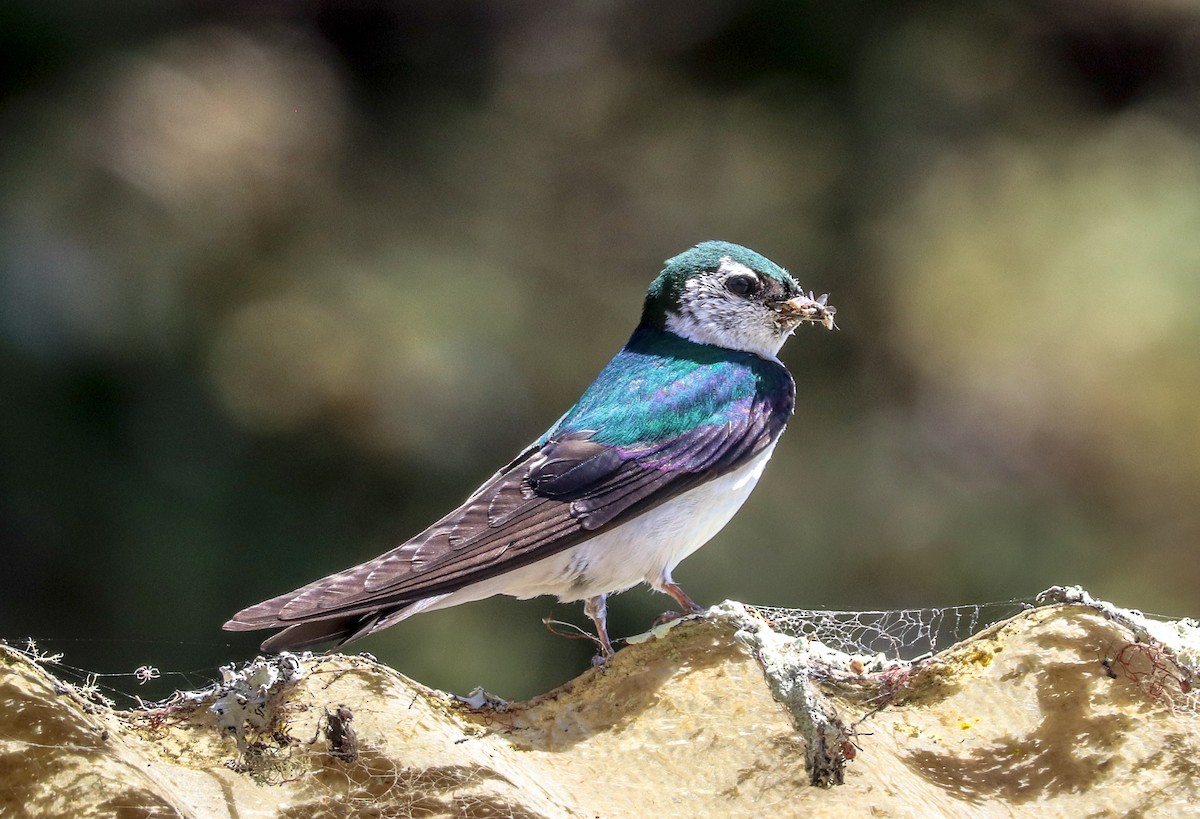 Violet-green Swallow - ML463337311