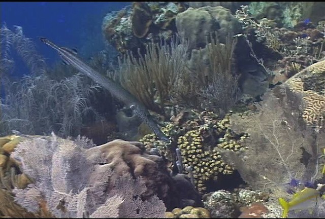 Atlantic trumpetfish - ML463338