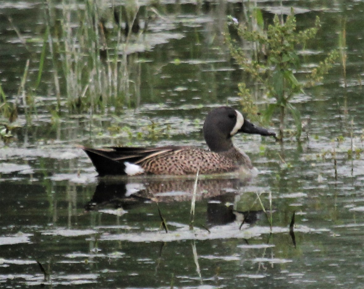 Blue-winged Teal - ML463339991