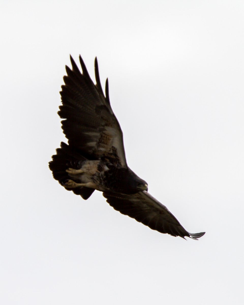 Black-chested Buzzard-Eagle - ML463341161